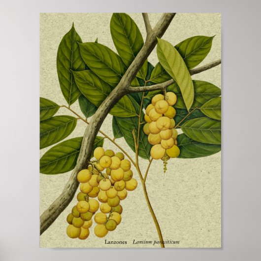 ボタニカルプリントランゾーン ポスター (正面)