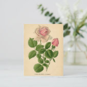 ボタニカルプリント – ティーバラ ポストカード (スタンド正面)