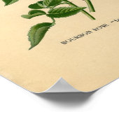 ボタニカルプリント – バーボンバラ ポスター (角)