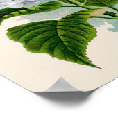 ボタニカルプリント – ホワイトアジサイ ポスター (角)