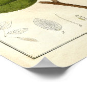 ボタニカルプリント – レグメhymenaea candolliana ポスター (角)