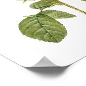 ボタニカルロサMusoosaマルチプレックスRedote ポスター (角)