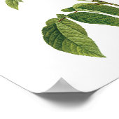 ボタニカルローザガリカルドート ポスター (角)