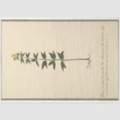 ボタニカル勉強デカッペ紙 薄葉紙 (正面)