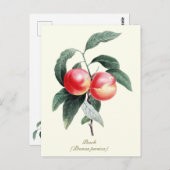 ボタニッエレガントクヴィンテージピーチフルーツ ポストカード (正面/裏面)