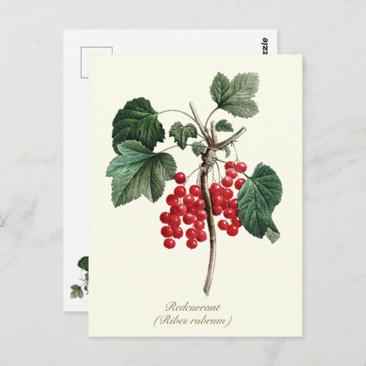 ボタニッエレガントクヴィンテージレッドカラントベリーフルーツ ポストカード (正面/裏面)