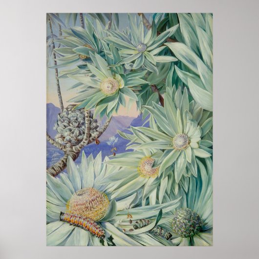 ボタニッ王室のクガーデンバイマリアンヌノース ポスター (正面)