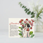 ボタニーコレクターヴィンテージホーソーンガールプラント情報 ポストカード (スタンド正面)