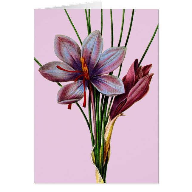 ボタニー：サフラン (正面)