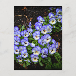 ボタンとしてキュート ポストカード