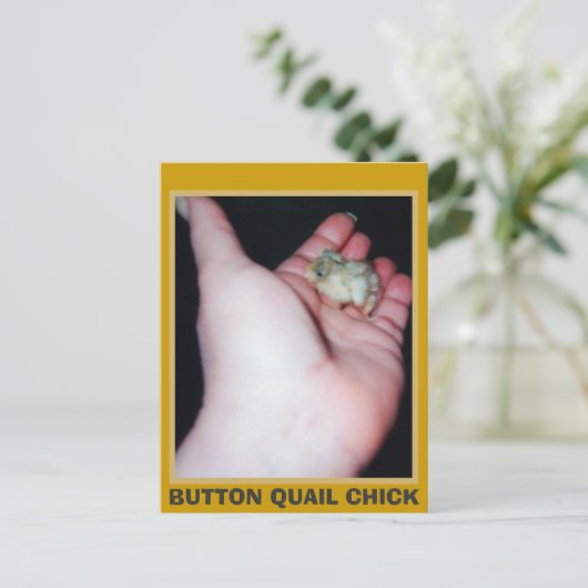 ボタンウズラ ポストカード (スタンド正面)