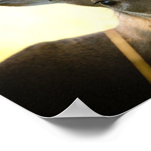 ボタンバック ポスター (角)