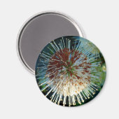 ボタンブッシュ マグネット (正面/裏面)