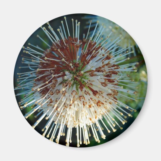 ボタンブッシュ マグネット (正面)