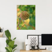 ボタンブッシュ#2 ポスター (ホームオフィス)