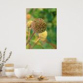 ボタンブッシュ#2 ポスター (キッチン)