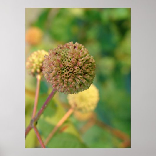 ボタンブッシュ#2 ポスター (正面)