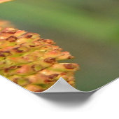 ボタン・ブッシュ ポスター (角)