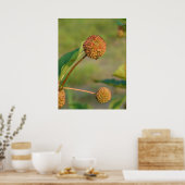 ボタン・ブッシュ ポスター (キッチン)