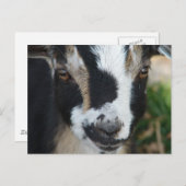 ボタン ポストカード (正面/裏面)