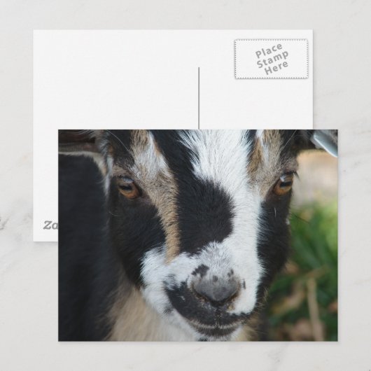 ボタン ポストカード (正面/裏面)