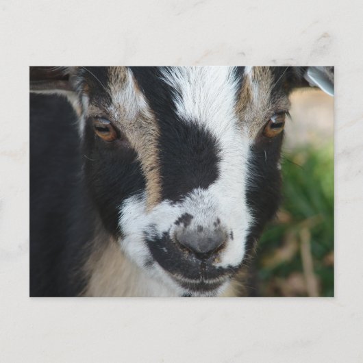 ボタン ポストカード (正面)