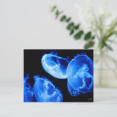 ボックスクラゲ ポストカード (スタンド正面)