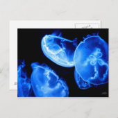 ボックスクラゲ ポストカード (正面/裏面)