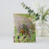 ボックスタートル ポストカード (スタンド正面)