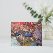 ボックフィッシュ、モーリシャス ポストカード (スタンド正面)