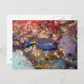 ボックフィッシュ、モーリシャス ポストカード (正面/裏面)