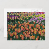 ボック絵を描ス ポストカード (正面/裏面)