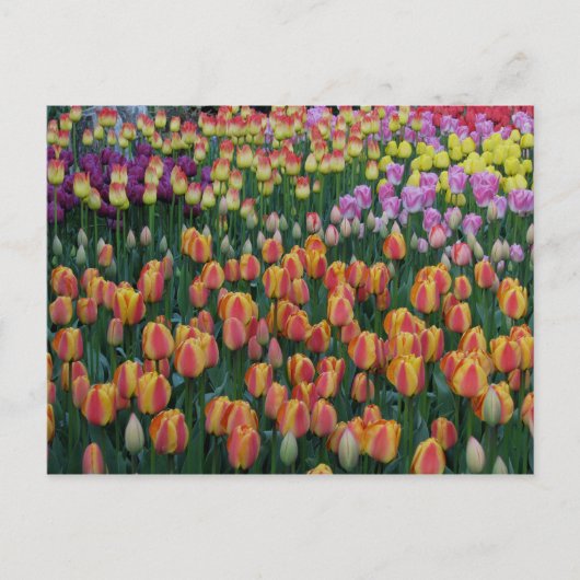 ボック絵を描ス ポストカード (正面)