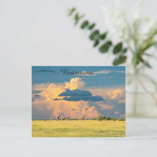 ボツワナのサンセットでギラッフェ ポストカード (スタンド正面)