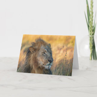 ボツワナのジャングル王 カード