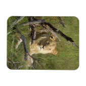 ボツワナの草の中に座る野生のライオン マグネット (横)