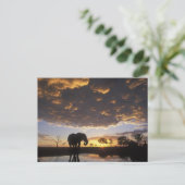 ボツワナのChobeの国立公園、象 ポストカード (スタンド正面)