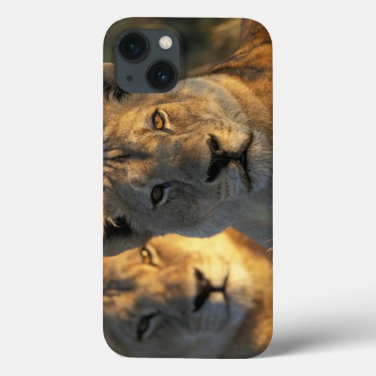 ボツワナのChobeの国立公園、雌ジシ Case-Mate iPhoneケース (裏面)