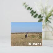 ボツワナオリックス野生動物サバンナの風景 ポストカード (スタンド正面)
