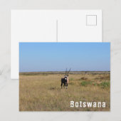 ボツワナオリックス野生動物サバンナの風景 ポストカード (正面/裏面)