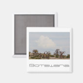 ボツワナクブバオバブアイランドゴートラベル マグネット (正面/裏面)