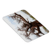 ボツワナクブバオバブアイランドゴートラベル マグネット (右側)