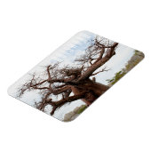 ボツワナクブバオバブアイランドゴートラベル マグネット (左側)