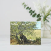 ボツワナセントラルカラハリライオンサバンナトラベル ポストカード (スタンド正面)