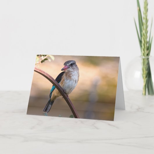 ボツワナ・ウッドランド・カワセミ シーズンカード (正面)