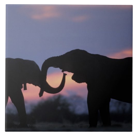 ボツワナ、チョベ国立公園、ゾウ タイル (正面)
