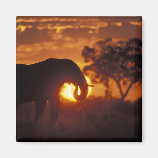 ボツワナ、チョベ国立公園、ブルゾウ マグネット (正面)