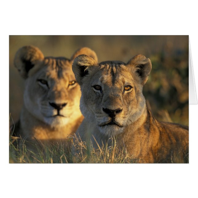 ボツワナ、チョベ国立公園、メスライオン (正面横)