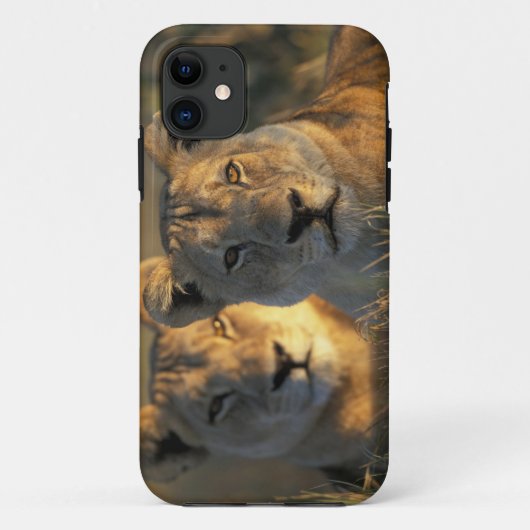 ボツワナ,チョベ国立公園,メスライオン Case-Mate iPhoneケース (裏面)