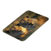 ボツワナ、チョベ国立公園、ライオン マグネット (左側)